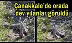 Çanakkale’de orada dev yılanlar görüldü