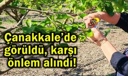 Çanakkale’de görüldü, karşı önlem alındı!