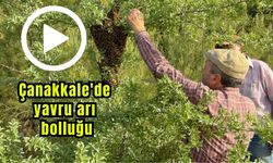 Çanakkale'de yavru arı bolluğu üreticilerin yüzünü güldürdü (Video)