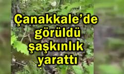 Çanakkale’de görüldü şaşkınlık yarattı (Video)