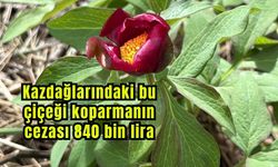 Kazdağlarındaki bu çiçeği koparmanın cezası 840 bin lira (Video)