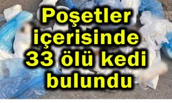 Poşetler içerisinde 33 ölü kedi bulundu