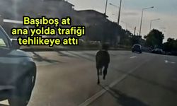 Başıboş at ana yolda trafiği tehlikeye attı