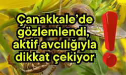 Çanakkale’de gözlemlendi, aktif avcılığıyla dikkat çekiyor!