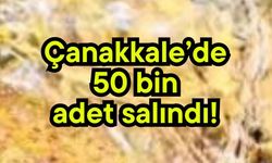 Çanakkale’de 50 bin adet salındı!