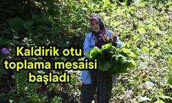 Kaldirik otu toplama mesaisi başladı (Video)