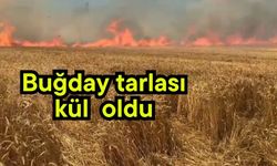 Buğday tarlası kül oldu