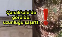 Çanakkale’de görüldü, uzunluğu şaşırttı!