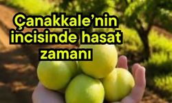 Çanakkale’nin incisinde hasat zamanı
