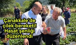Çanakkale’de çilek bereketi! Hasat şenliği düzenlendi