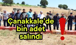 Çanakkale’de bin adet salındı!