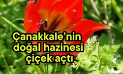 Çanakkale’nin doğal hazinesi çiçek açtı