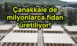 Çanakkale’de milyonlarca fidan üretiliyor!