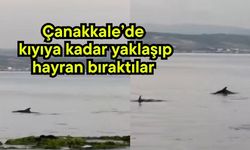 Çanakkale’de kıyıya kadar yaklaşıp hayran bıraktılar (Video)