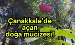 Çanakkale’de açan doğa mucizesi!