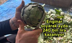 Enginar soyarak ayda 240 bin lira kazanıyor (Video)