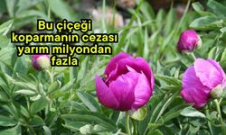 Bu çiçeği koparmanın cezası yarım milyondan fazla