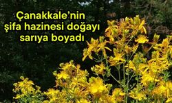 Çanakkale’nin şifa hazinesi doğayı sarıya boyadı
