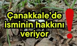 Çanakkale’de isminin hakkını veriyor!
