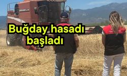 Buğday hasadı başladı