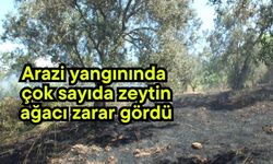 Arazi yangınında çok sayıda zeytin ağacı zarar gördü