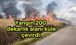 Yangın 200 dekarlık alanı küle çevirdi