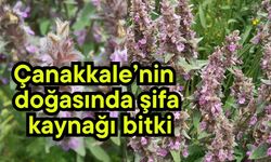 Çanakkale’nin doğasında şifa kaynağı bitki