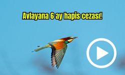 Bu kuşu avlayana 6 ay hapis cezası! (Video)