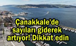 Çanakkale'de sayıları giderek artıyor! Dikkat edin