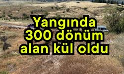 Yangında 300 dönüm alan kül oldu
