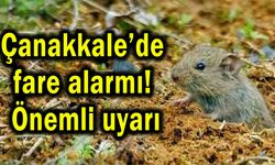 Çanakkale’de fare alarmı! Önemli uyarı