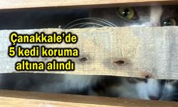 Çanakkale’de 5 kedi koruma altına alındı