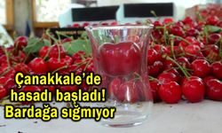 Çanakkale’de hasadı başladı! Bardağa sığmıyor (Video)
