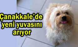 Çanakkale’de yeni yuvasını arıyor