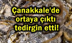Çanakkale'de ortaya çıktı tedirgin etti!