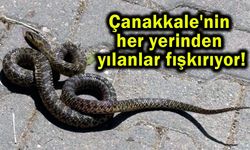 Çanakkale'nin her yerinden yılanlar fışkırıyor!