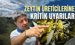 El Nino Zeytini Nasıl Etkileyecek? (Video)