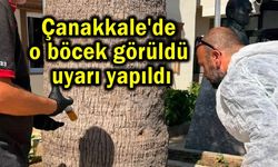 Çanakkale'de o böcek görüldü uyarı yapıldı