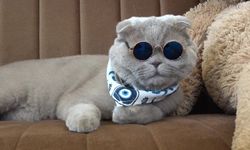 Veterinerlerin "yaşamaz" dediği kedi, denizde yüzdü, Uludağ'da kayak keyfi yaptı (Video)