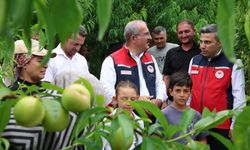 Çanakkale'de coğrafi tescilli ürünün hasadı başladı