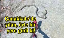 Çanakkale’de yılan, öyle bir yere girdi ki!