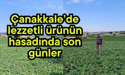 Çanakkale’de lezzetli ürünün hasadında son günler