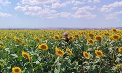 Anıza ayçiçeği ekimi yapan çiftçi kazanıyor