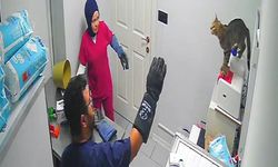 Veterinerde deprem etkisi yapan kedi Türkiye'nin gündeminde (Video)