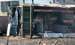 Çanakkale'de çıkan yangında mahsur kaldı (Video)