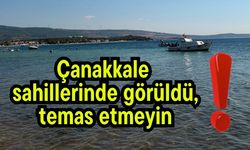 Çanakkale sahillerinde görüldü, temas etmeyin!