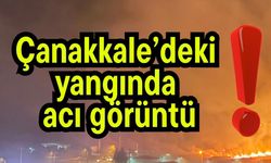 Çanakkale’deki yangında acı görüntü!