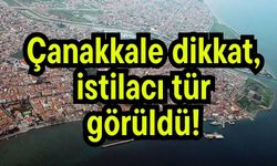 Çanakkale dikkat, istilacı tür görüldü!