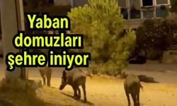 Yaban domuzları şehre iniyor (Video)