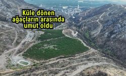 Küle dönen ağaçların arasında umut oldu